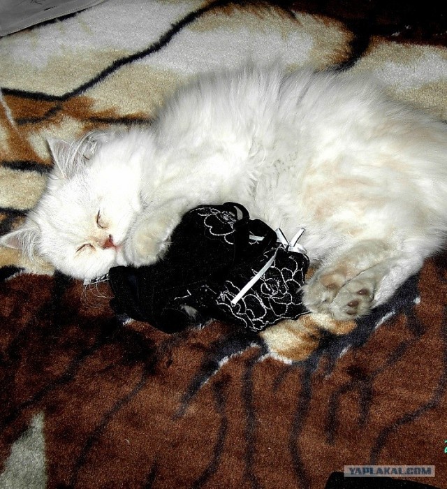 Котовторник, для любителей кошек