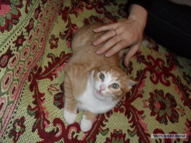 Котовторник! 08.11.11