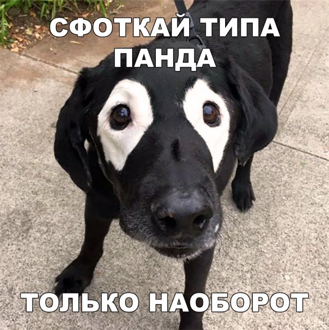 Милые животные. Мимиметр сломался