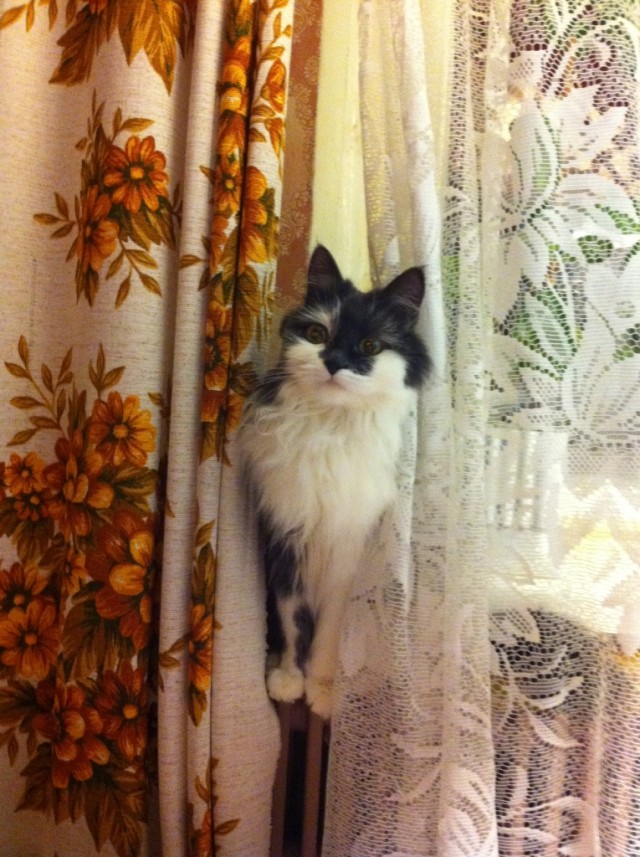 Котовторник 8 мая 2012