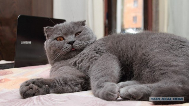 Котовторник 10. 07. 2012