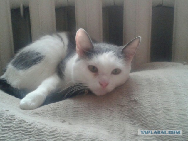 Котовторник 29.01.2019!