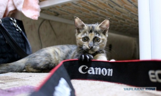 Котовторник 30.10.2012