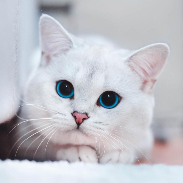Милые животные. Мимиметр сломался