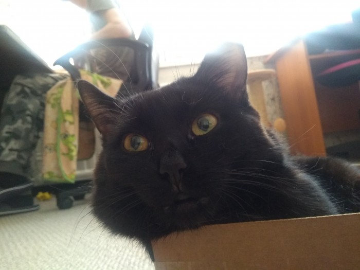Котовторник!