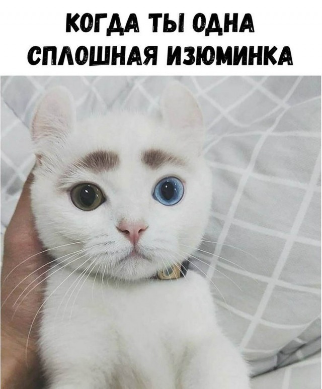 Картинки с надписями с котами и про котов