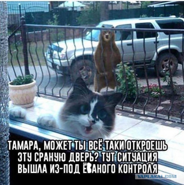 Картинок разных винегрет