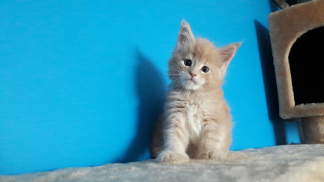 Забавные фото котеек