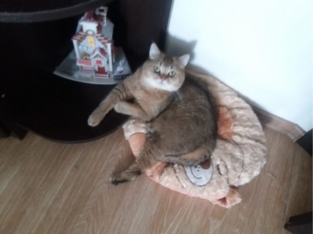 Давайте по котикам, которые с нами на самоизоляции