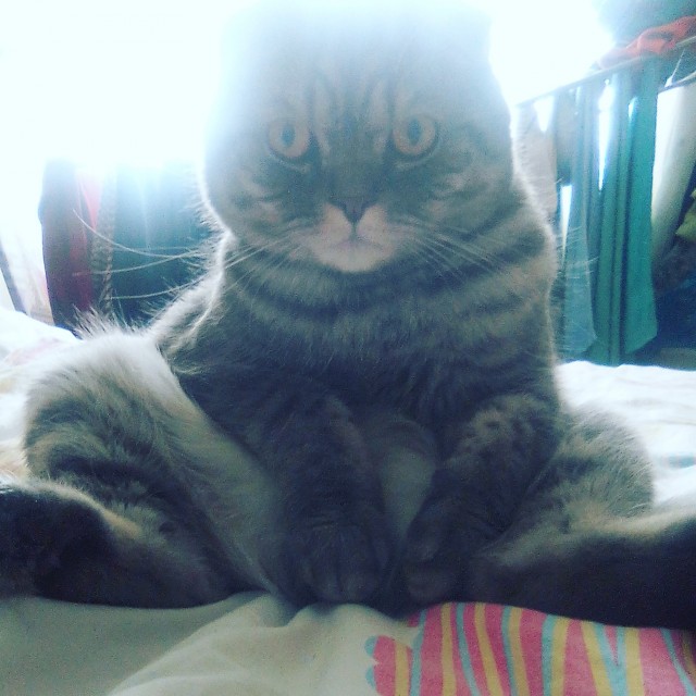 Коты, которые нас порадовали!