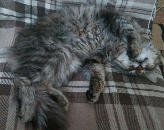 Коты, которые спят где попало и как попало