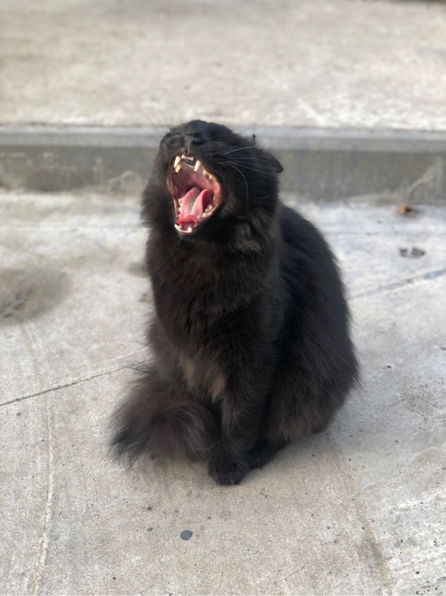 Котовторник?! Коты во вторник!
