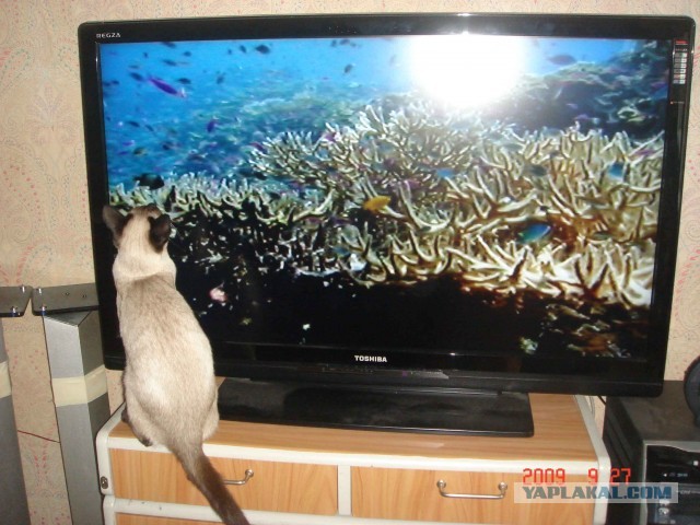 Котенок смотрит мультик