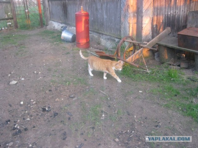 Жизнь домашнего приюта для котеек 340