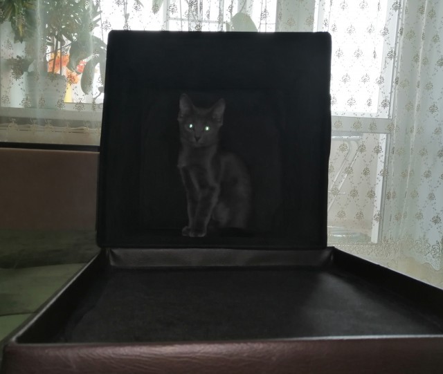 Коты-ниндзя, которые в совершенстве освоили древнее боевое искусство ниндзюцу