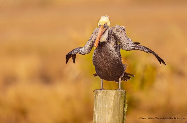 Лучшие фото конкурса Comedy Wildlife Photography Awards 2021
