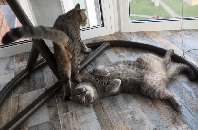 Котовторник