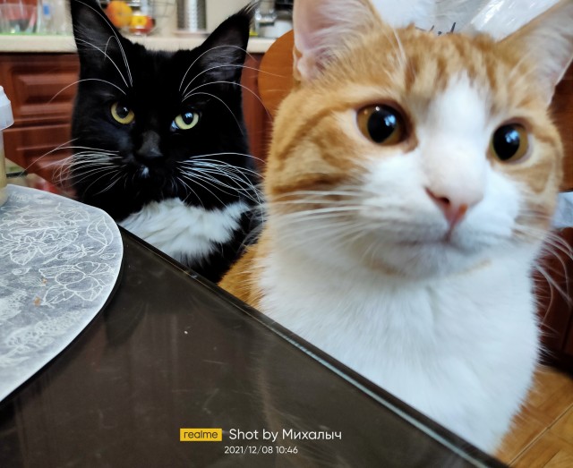 Котовторник. Февраль