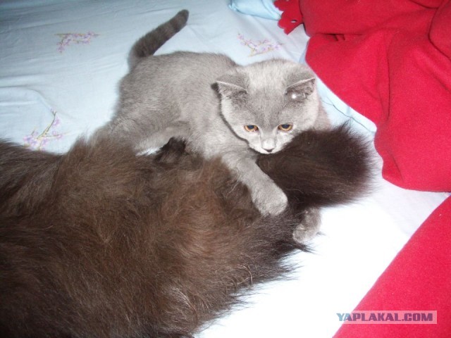 Котовторник. Картинки и буквы 08.02.22