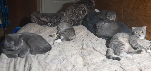 Котовторниковское