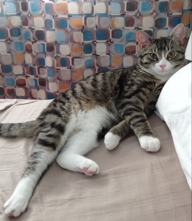 С праздником и котофторником!