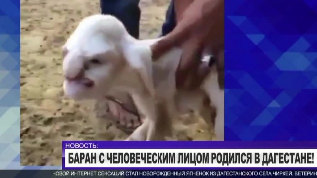 Сумасшедшие помеси собак