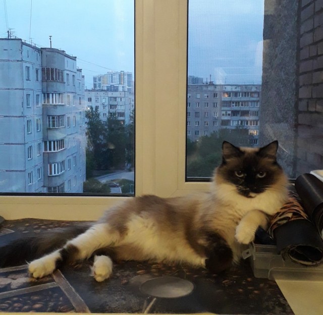 И снова день кошачий!