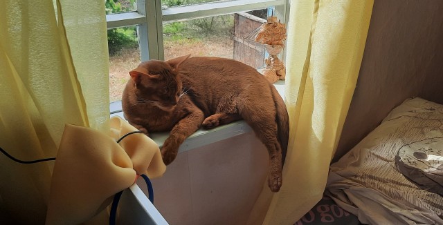 Лето и коты
