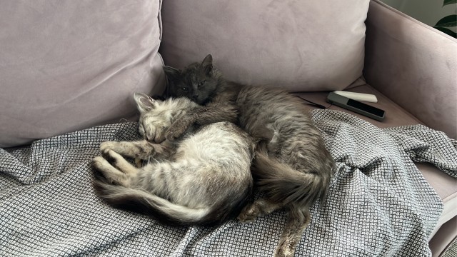 Котовторник 19.07.22