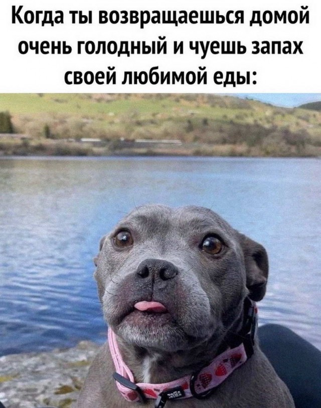Картинки и мемы. Выходные близко...