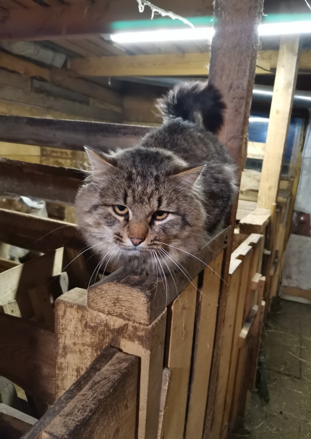 Есть в семье такая подруга у дочери (посвящено котовторнику)
