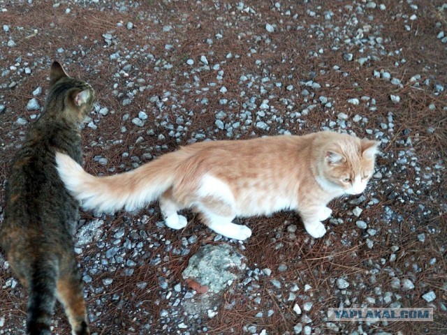 Котовторник. Немного сицилийских котов.