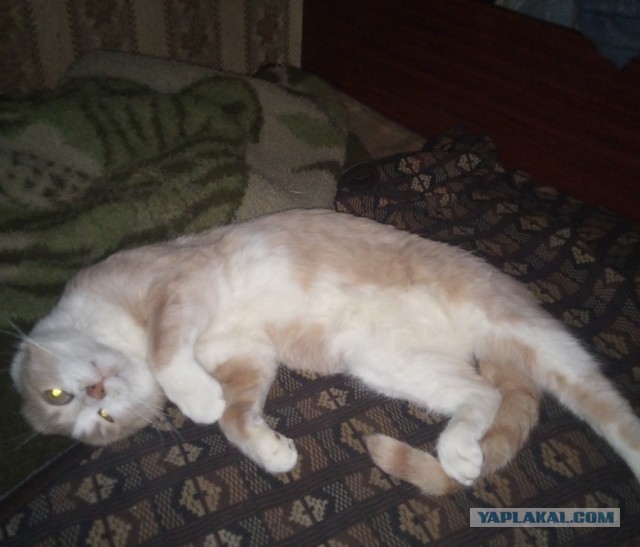 Почему грустят котики?