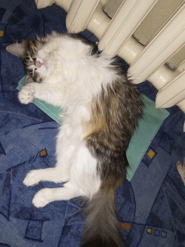 Котодракула