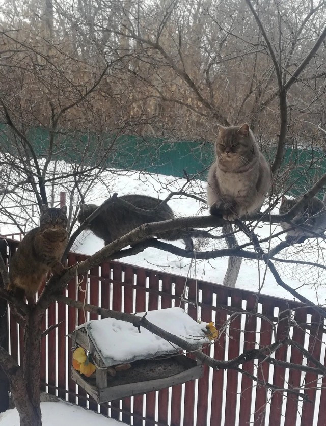Пираты