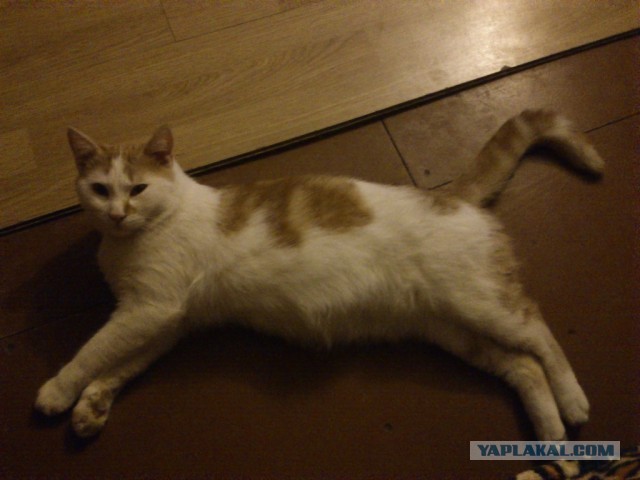 Котовторник 09.04.2013