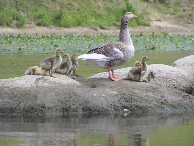 Сплав. Южный Буг.