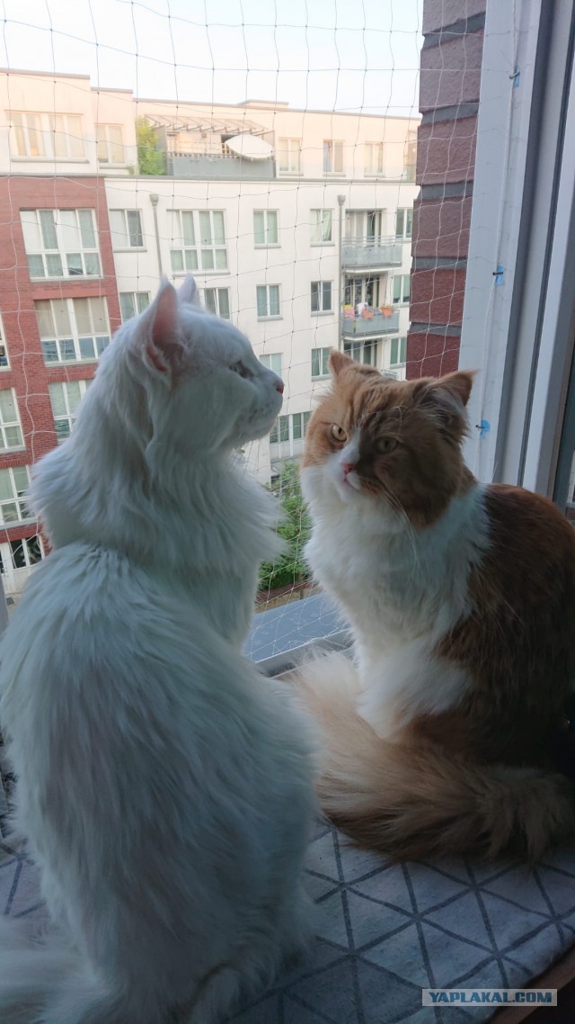 Начинаем котофторник?