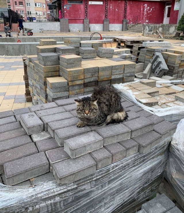 Коты на производстве