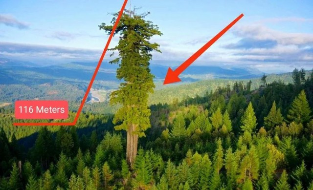 Уже выше, чем статуя Свободы: насколько еще может вырасти самое высокое дерево на Земле