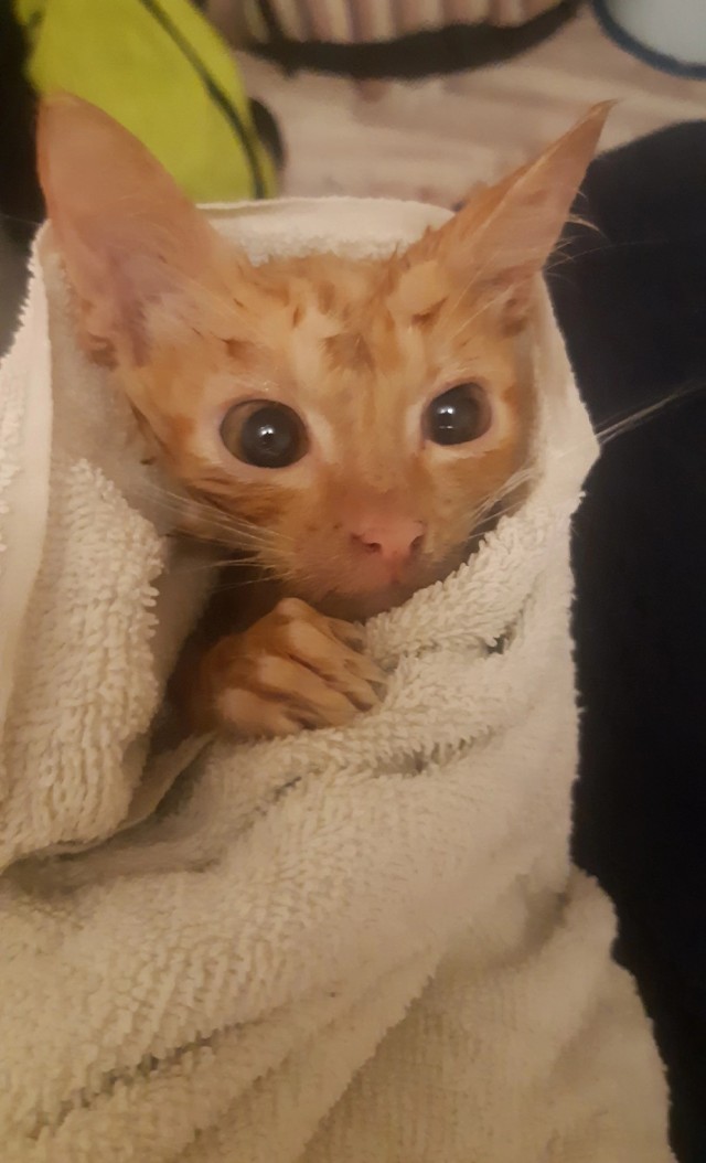Котовторник. Моему мультяшке 1 год