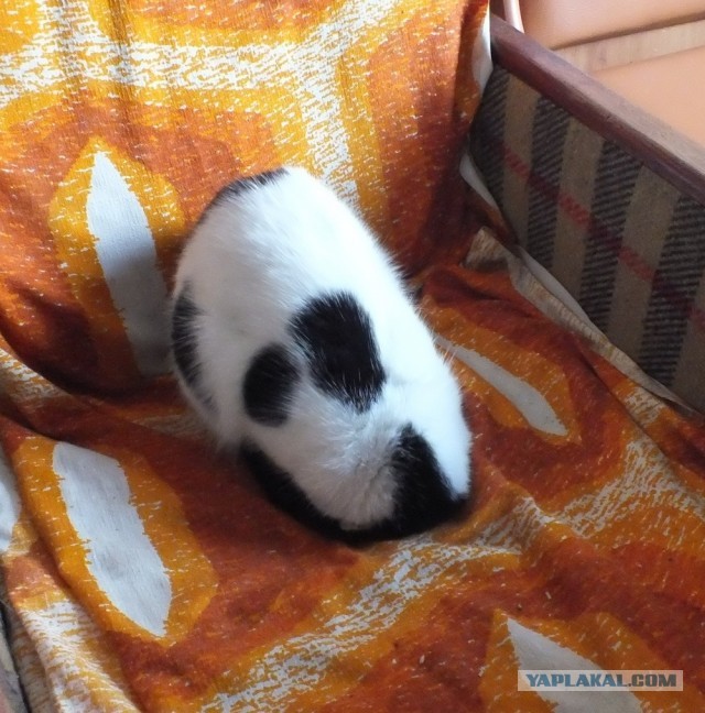 Позы для сна у кошек - что они означают?