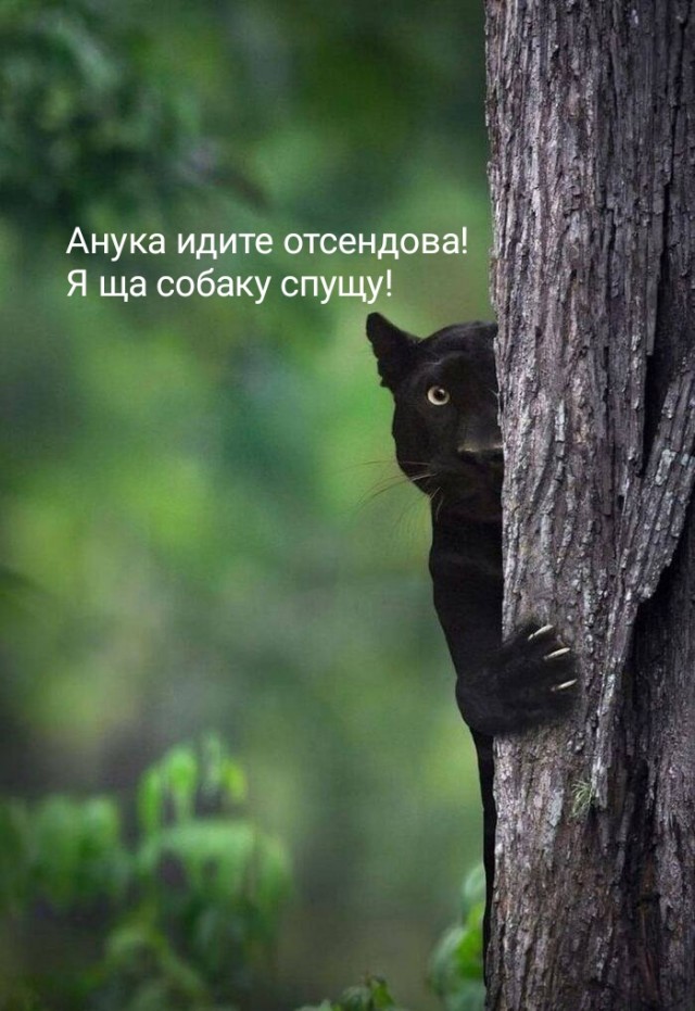 В Индии сфотографировали самую стеснительную пантеру — фотограф следовал за ней несколько недель ради нескольких кадров