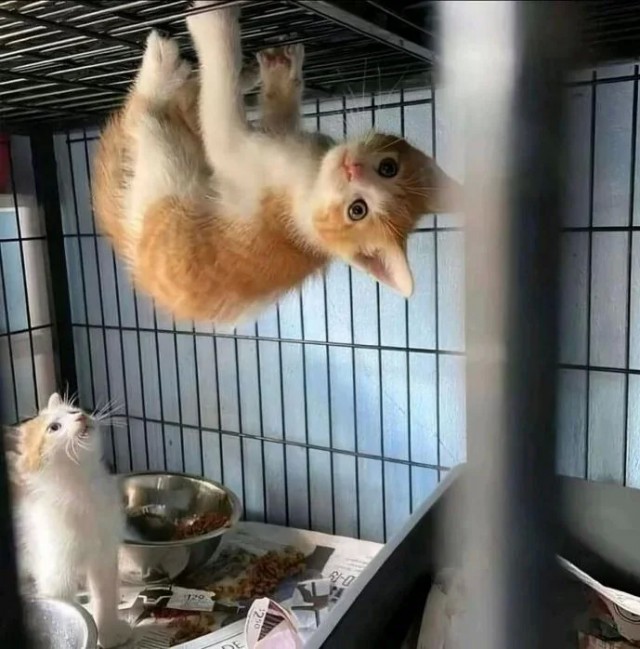 Летучая кошь