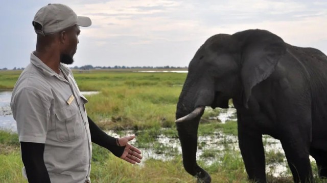 Съедают до 300 килограммов за день. Чем опасны слоны, которых президент Ботсваны пообещал прислать в Германию