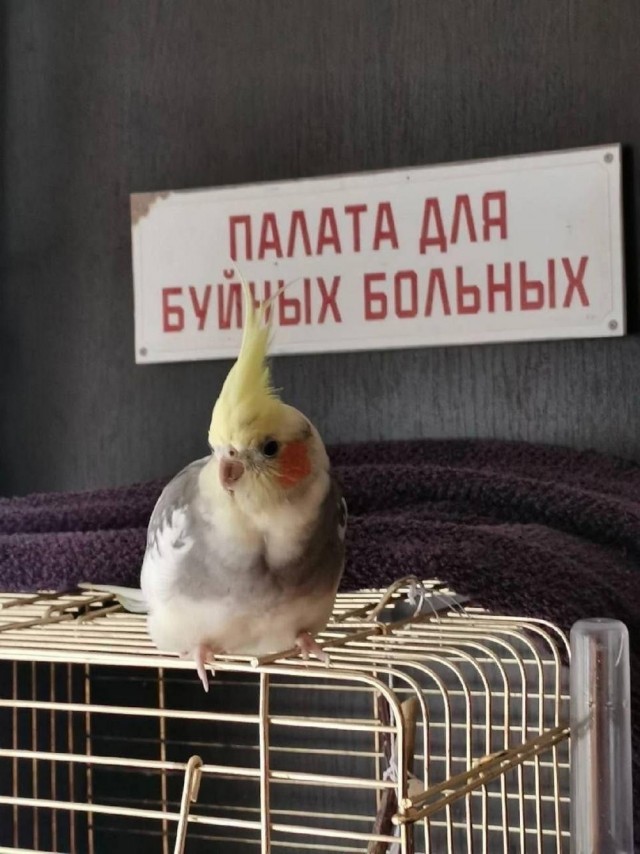 Нуштош 30.05.2024