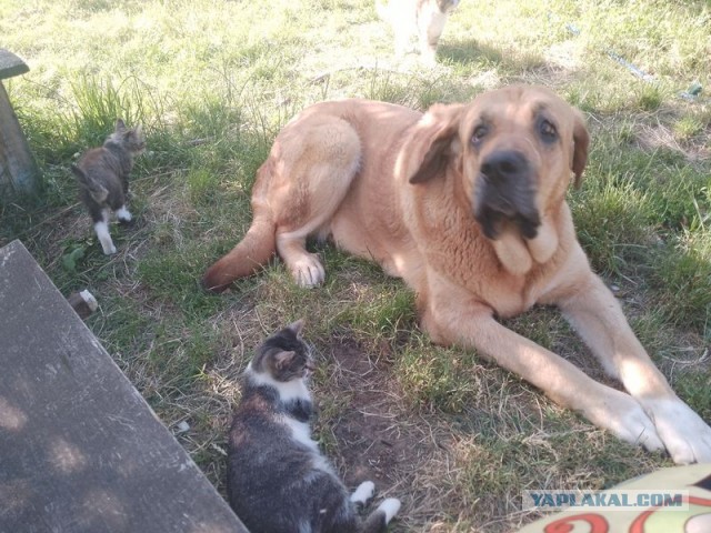 Жизнь домашнего приюта для котеек 501