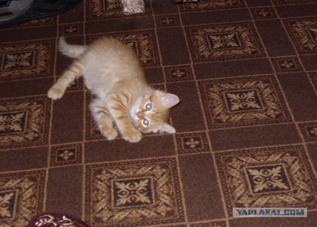 Котовторник 21.05.2013