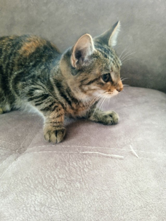 Веселая ферма: которабы