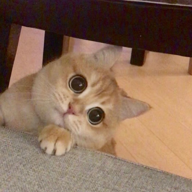 Мем с фиолетовым котом Pin on Мемы Cute memes, Funny video memes, Animal memes